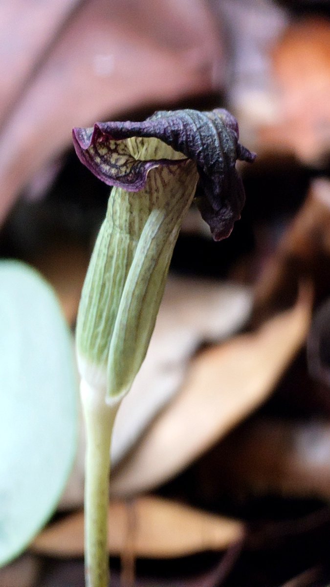 ntorchid120100's tweet photo. Arisaema umbrinum
銀葉
NTO&amp;PP-260815-4
Kota Bulud Sabah 🇲🇾Malaysia
サバ コタ・ブル
アリサエマ アンブレナム
山登りで見かけたアリサエマ。銀葉の白が目を引きぽつりぽつりと見られます。 https://t.co/EA32xQSlvg