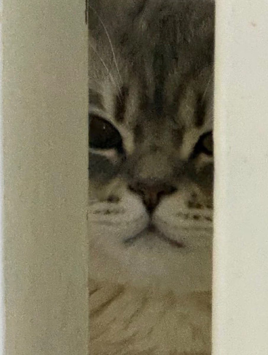 nocontextscats's tweet photo. 😠 https://t.co/Jj8KUh9qY7