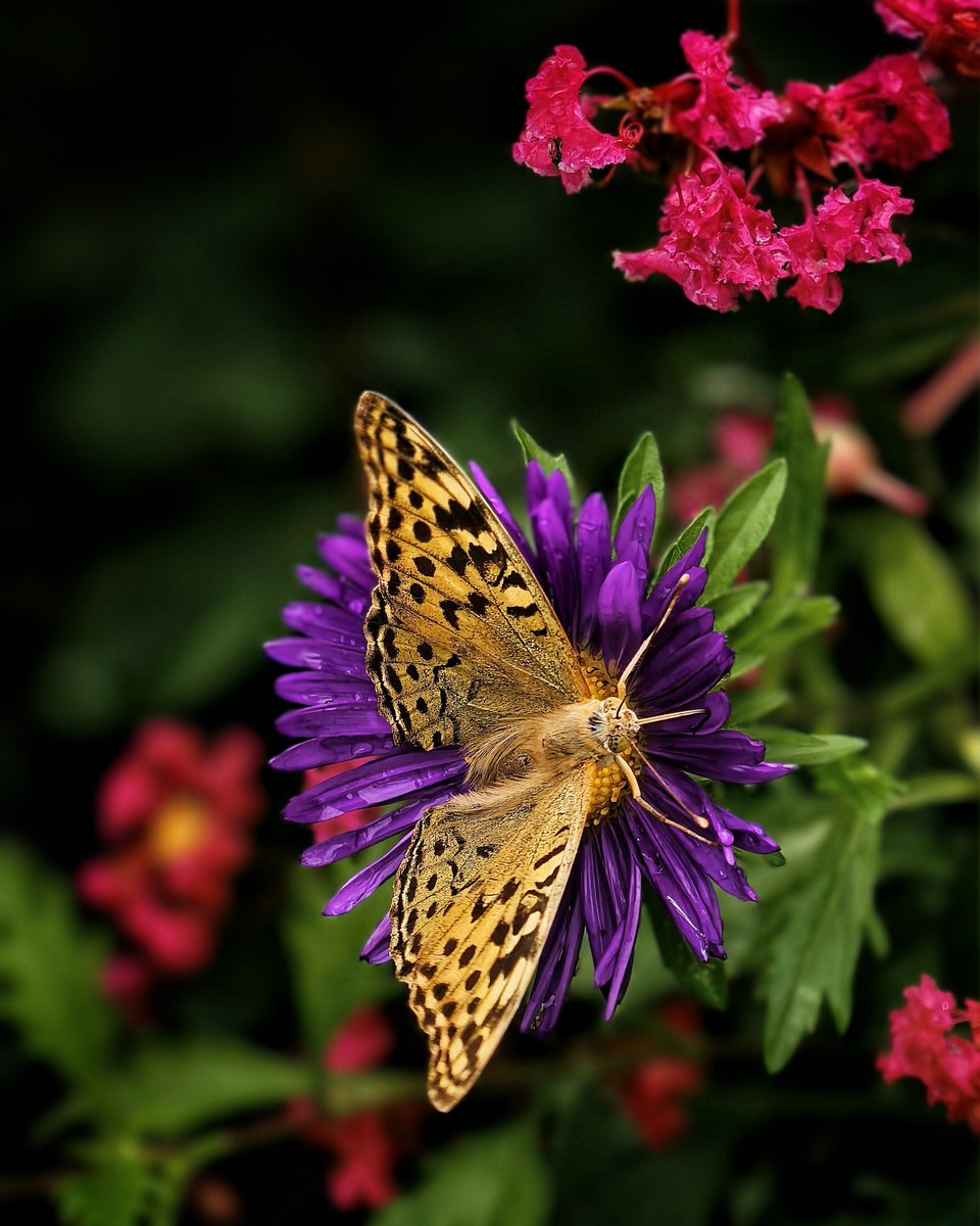 hknkaraci's tweet photo. Hayırlı Cumalar 🌙 
#Günaydın
#Nature #goodmorning
#Flower #photo
#x #papillon #kelebek
#photography #hayırlıcumalar https://t.co/mjUogHPdFh