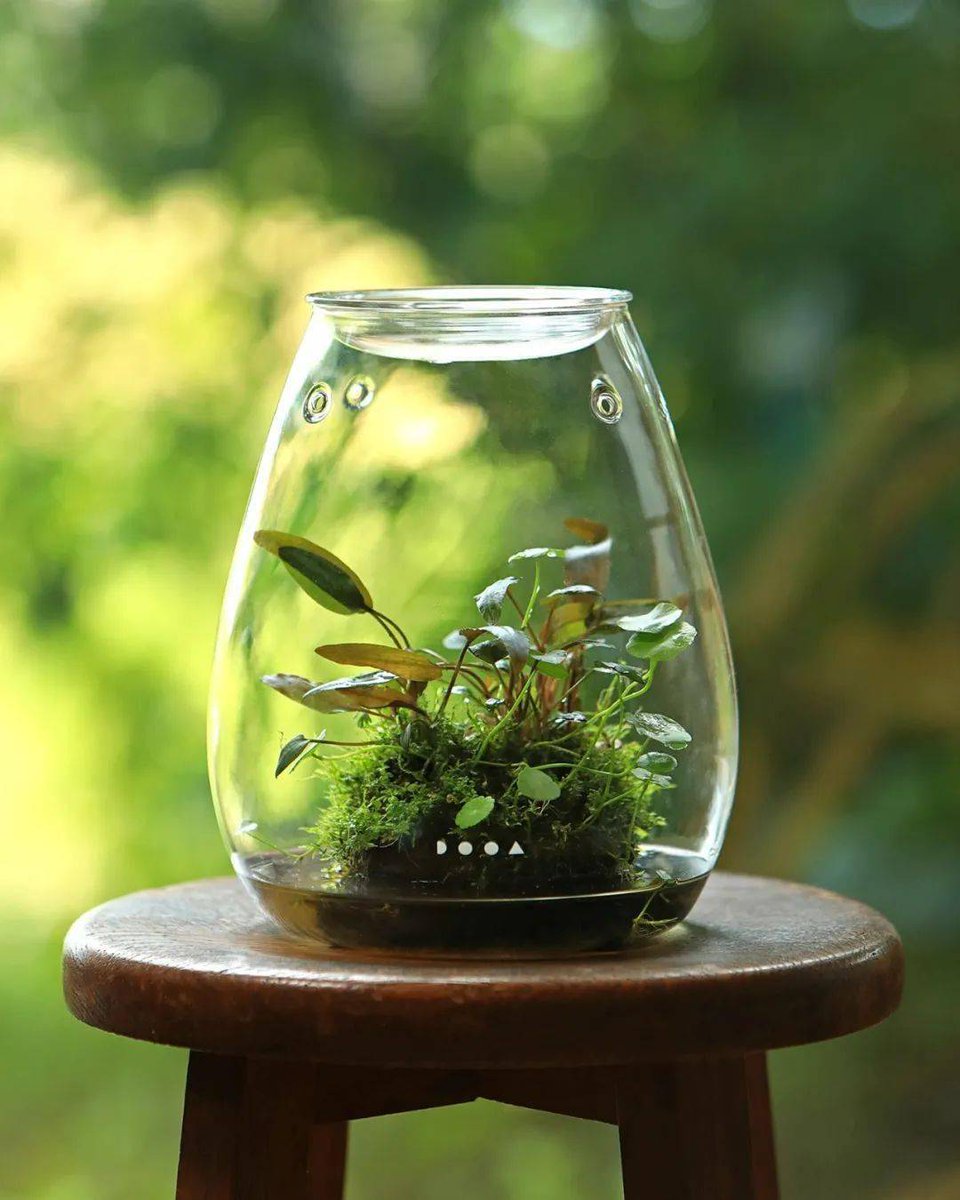 taffx099932's tweet photo. Just upcycled an old glass jar into a cute air plant terrarium for my desk—zero fancy tools needed, only glue, pebbles and that tiny plant I’ve been eyeing! https://t.co/SwftulcAWK