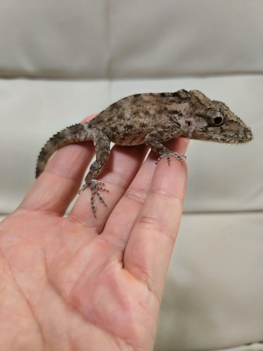 cachryx's tweet photo. アダルトペア、ヤングペア共に
大幅に価格改定（値下げ）しましたので興味ありましたらDM下さい😊
#バルバータスカメレオンモドキ https://t.co/NoyKhIGHcS