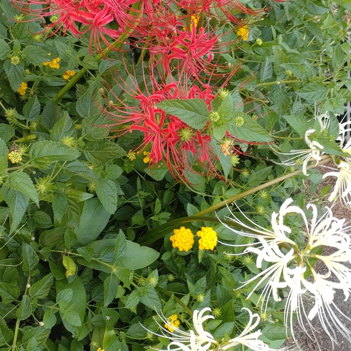 rionox000's tweet photo. いつのまにか夏終わってました
風が金木犀の香り！ https://t.co/7wZflwdI8C