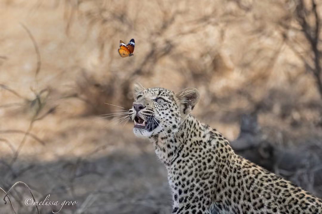 SMNK1972's tweet photo. Leopard mesmerized by an African monarch butterfly.  Taken in Zambia by Melissa Groo https://t.co/H3QW6zJYx0
