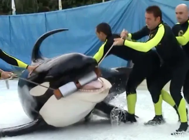 ruben_prz's tweet photo. Hay que cerrar los acuarios, los delfinarios, los orcarios... Animales cautivos para el negocio de empresas turbias.

¿La última? El posible traslado de 2 orcas a Loro Parque, un pseudozoo.

FIRMA --> https://t.co/efE8ctBtby https://t.co/Sa996bqmAE