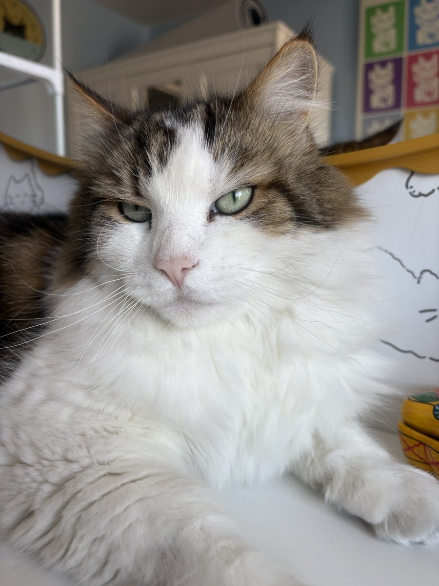Hamesquish's tweet photo. @jaghag There was one missing in that video. Here’s my big brother Logan 😻 https://t.co/gA2zkT8wxY