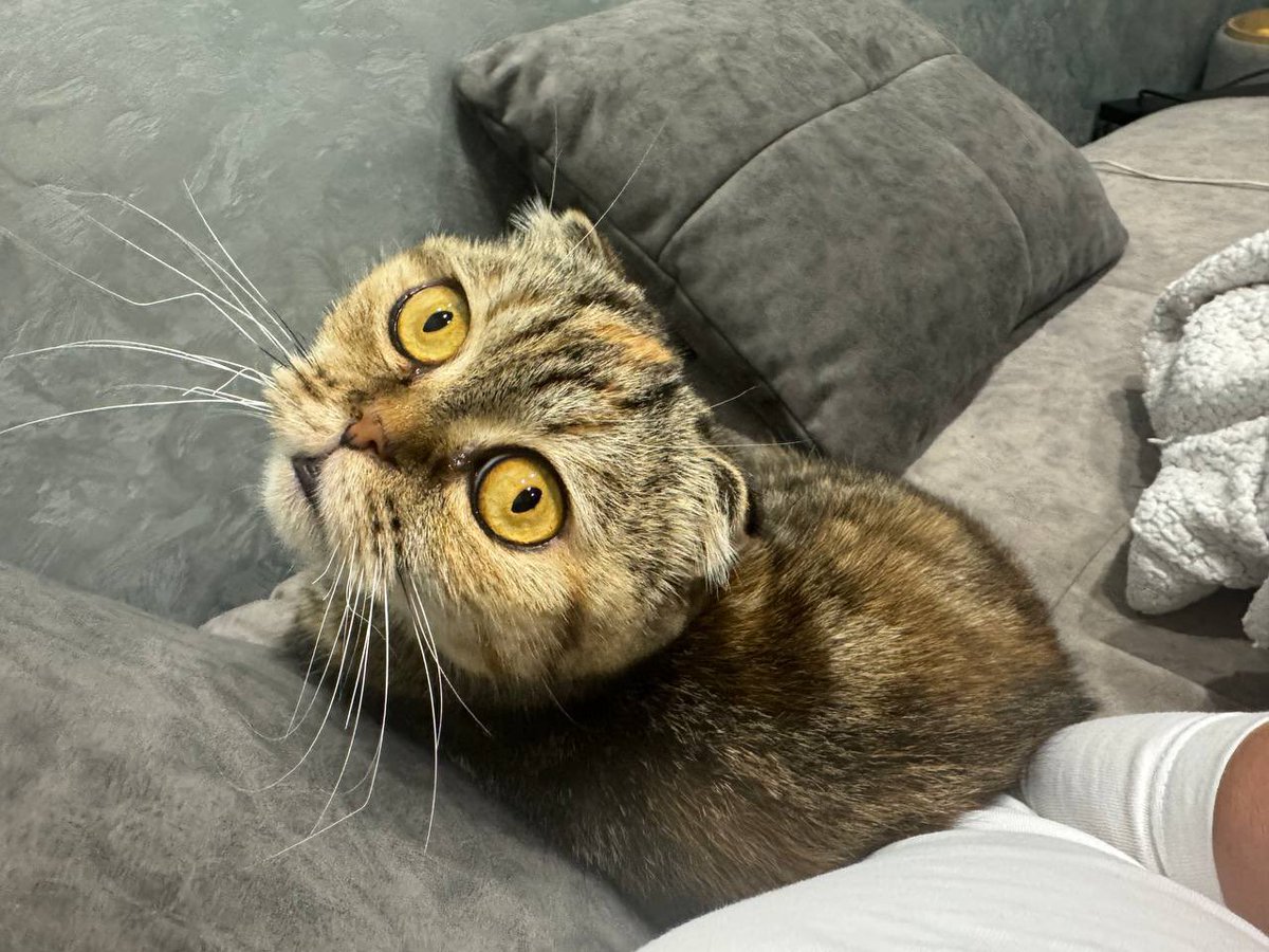 wowcats_ua's tweet photo. Поширте, будь ласка. Шукаю родину для капловухої кішки Тесли. Без інших котів, бо вони її дратують. Має ідеальний характер. Ручна, тиха, спокійна, непомітна. Їсть лише вологу їжу. З собаками нейтрально. Має ГКМП, потребує нагляду у ветеринарного кардіолога. Років пʼять. Не стерилізована. Щеплення робимо на днях. Тести ВІК/лейкоз негативні. 
Прилуки, Київ, розгляну інші міста.