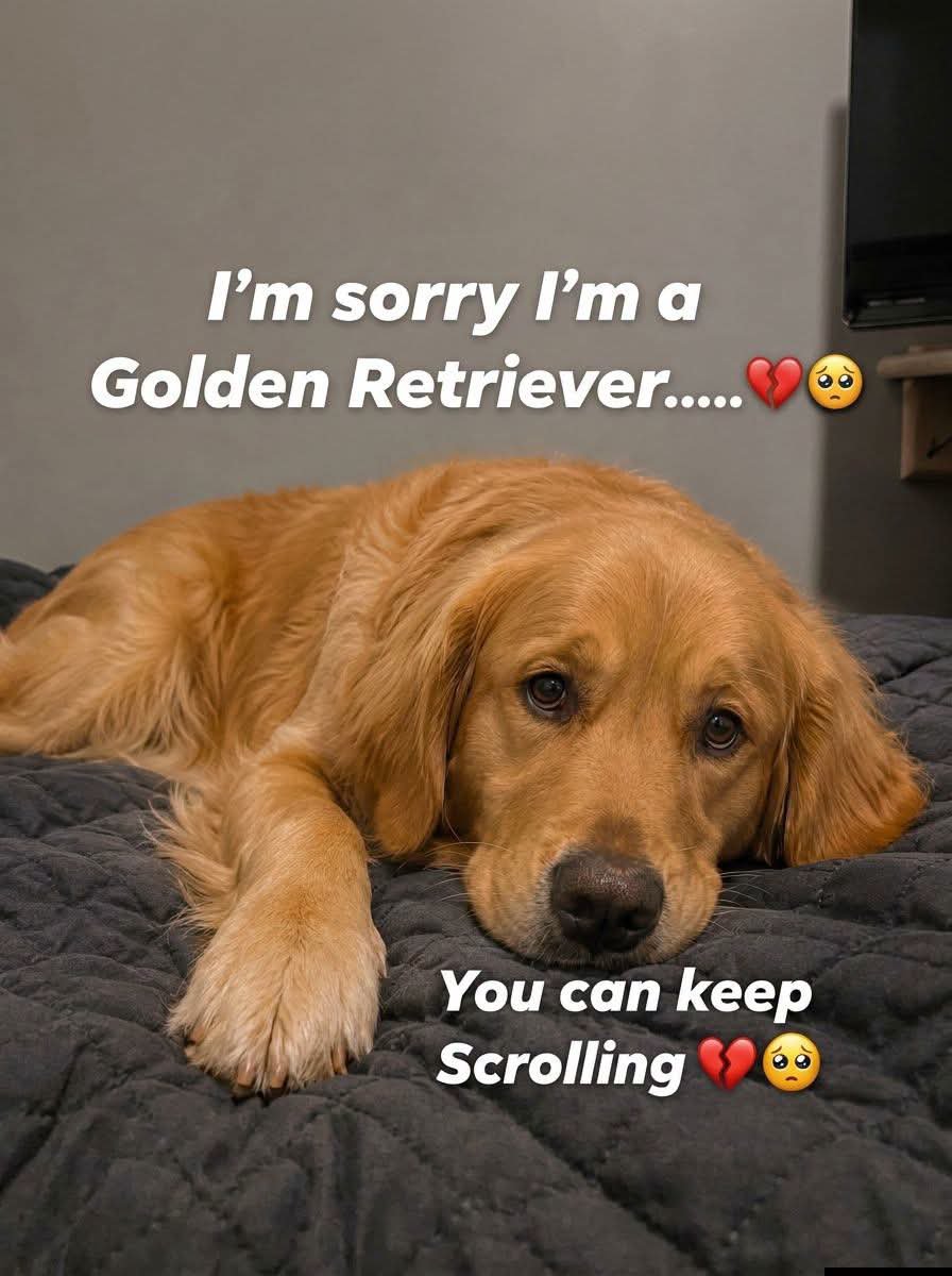 Popularpuppies3's tweet photo. https://t.co/KErRFdxQYY