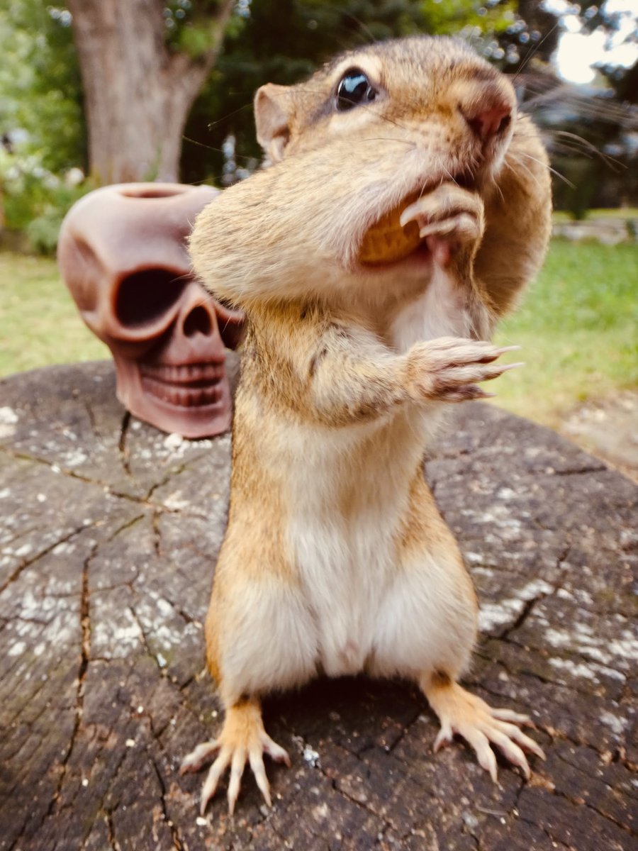 602Shaffer's tweet photo. Okay...so if today is Friday...tomorrow is WEEKEND?! #FridayFeeling #chipmunks #nature #wildlife https://t.co/i7odK87kvE