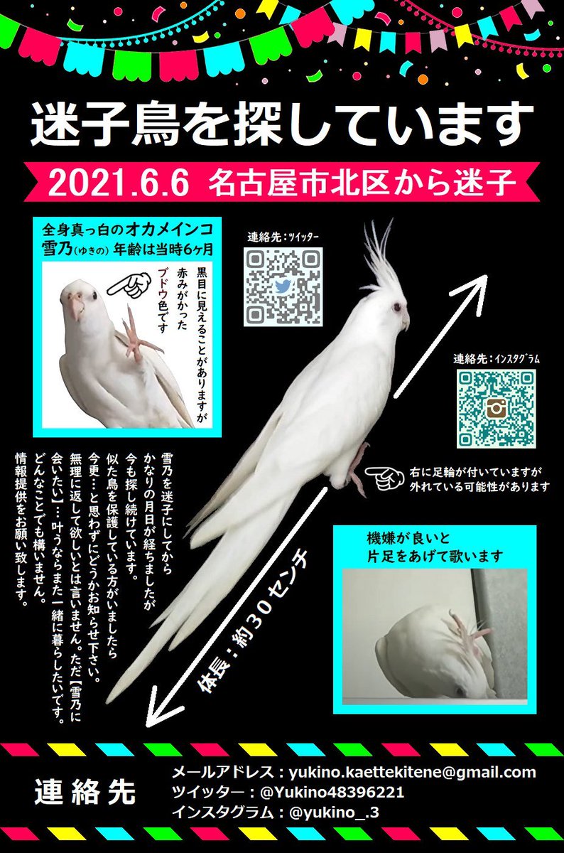 animal_rescue02's tweet photo. 【拡散希望】雪乃ちゃん、家族がずっと待っています…

2021年6月6日、愛知県名古屋市北区から、オカメインコ（ホワイトフェイスルチノー）の雪乃ちゃんが迷子になりました。

情報があればDM・リプライでお願いします🙏
@Yukino48396221

#迷子インコ #オカメインコ #名古屋市 #愛知迷子 #拡散希望 https://t.co/yrviCsS8xG