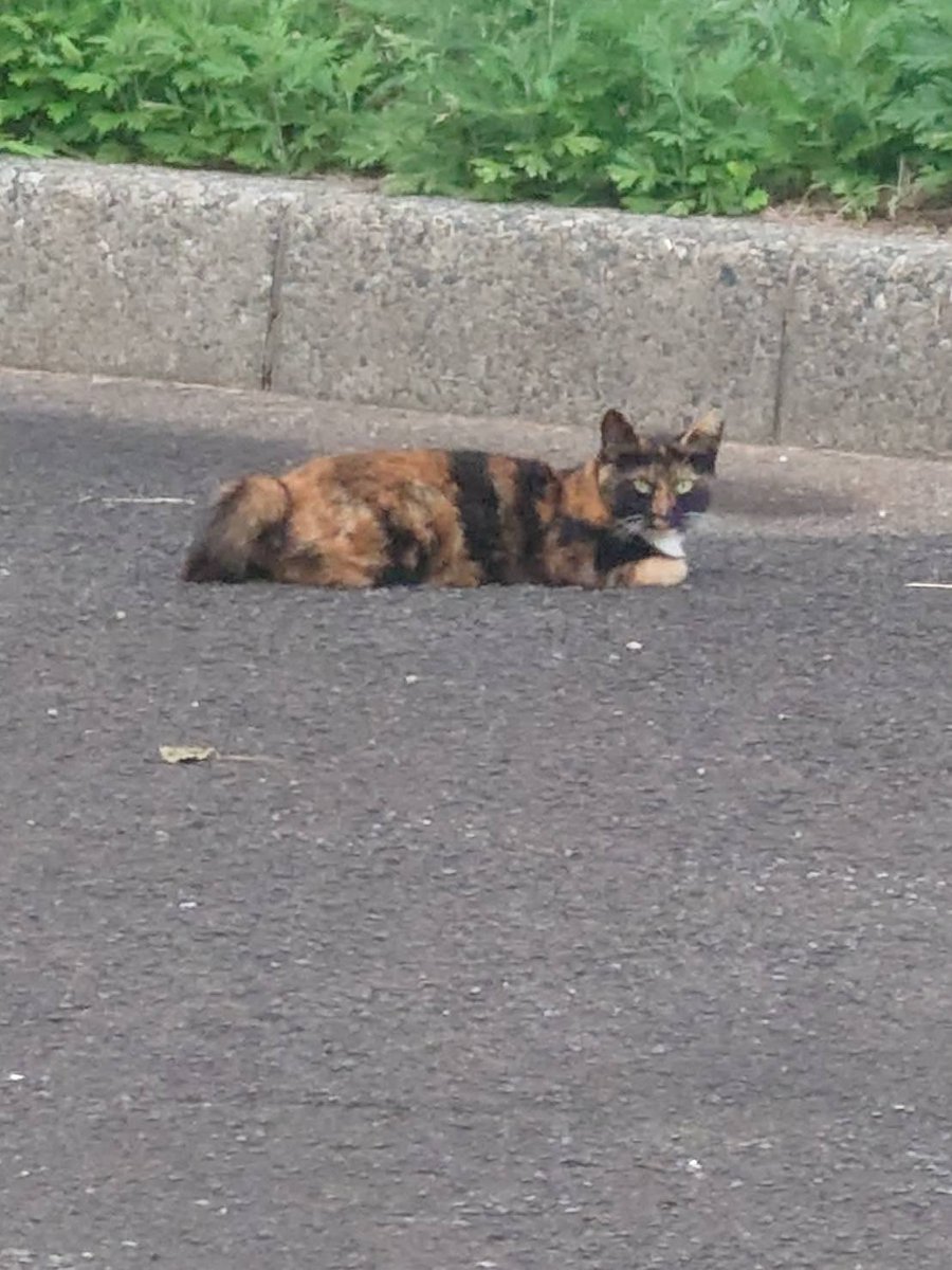 crystalusatan's tweet photo. 野良猫さん🐱 https://t.co/CIWCzvDCl9