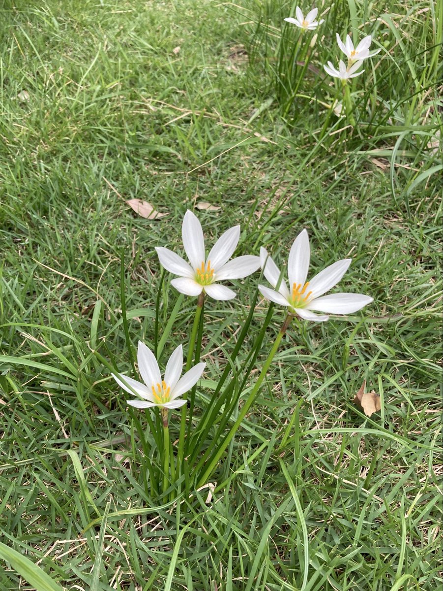 otama353's tweet photo. 今日も一日お疲れ様でした✨

妙にキリッとした花を見つけました😸
何て花なんだろうか…🤔 https://t.co/52itedu9dH