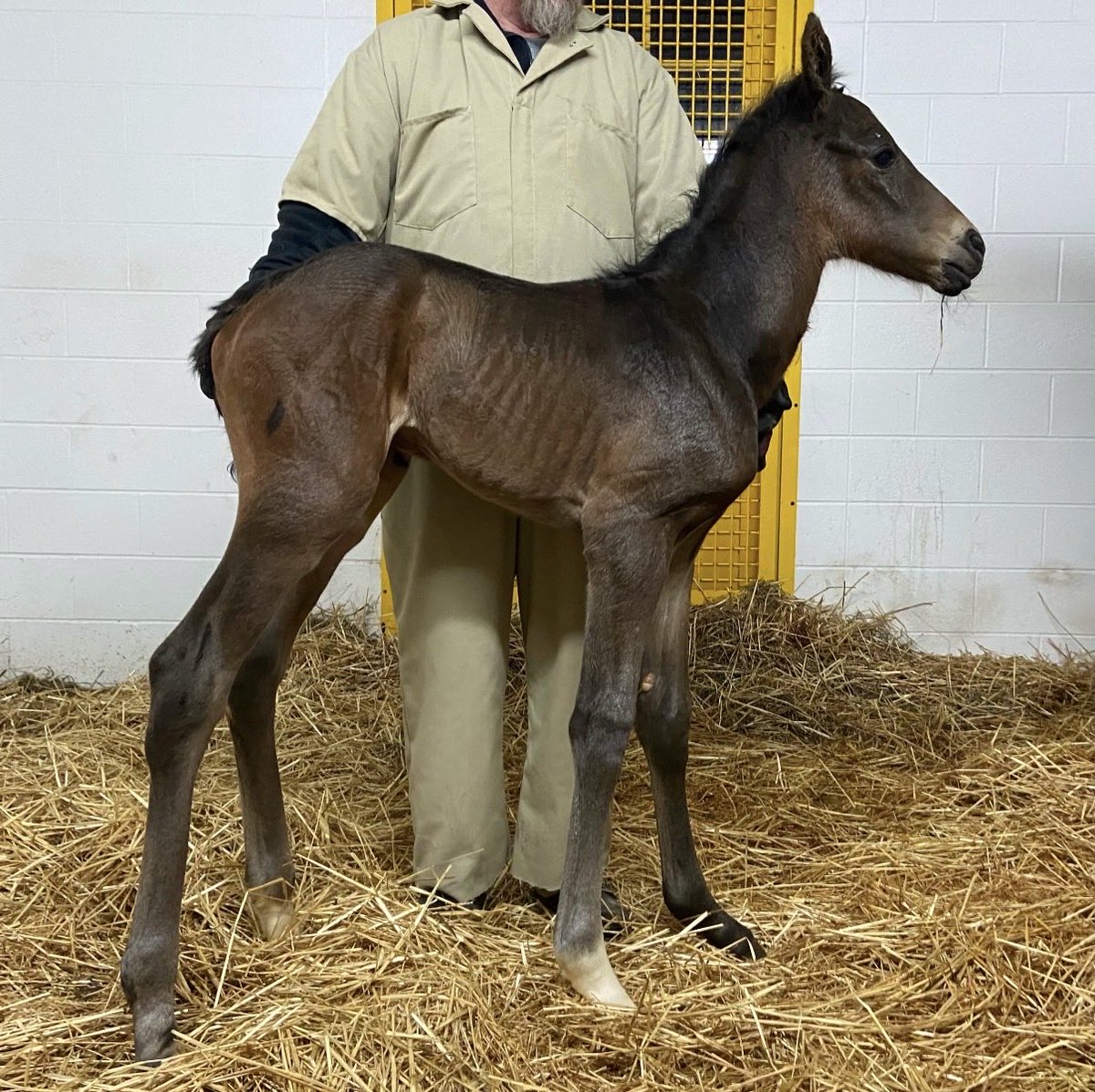 claibornefarm's tweet photo. Fun fact: he was born on 2/22/2022 😍 https://t.co/UkuB6GePZL