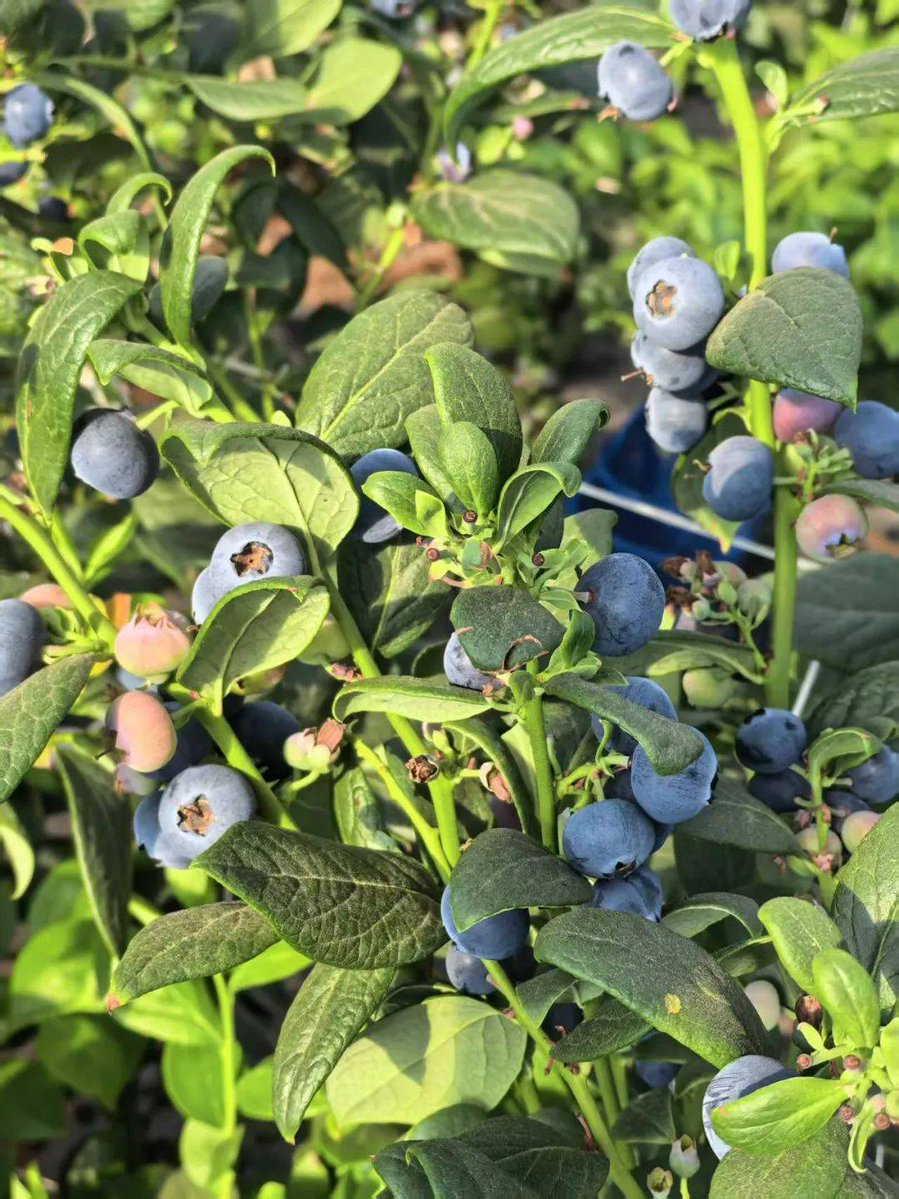 aquak110723's tweet photo. This week's star find: fresh wild blueberries! Bursting with natural sweetness, juicy texture u0026 zero added sugars—perfect for oatmeal, smoothies or snacking. 10/10, will restock! https://t.co/dYXHUn2jIG