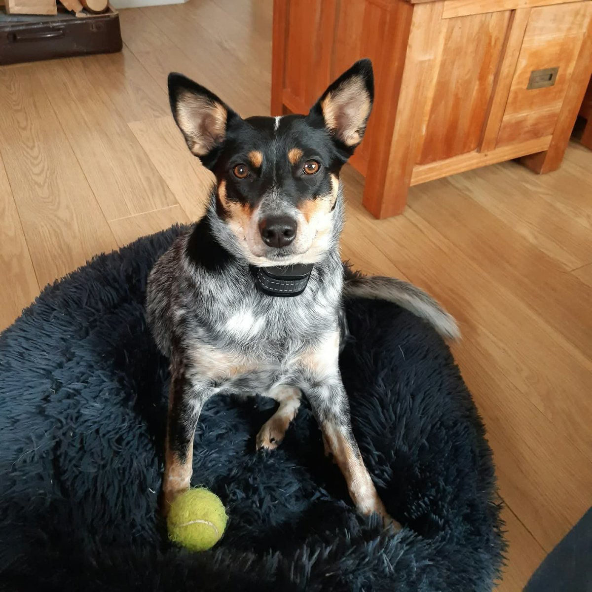 DeRavissante's tweet photo. RT AUB!! Gezocht: Een buitenmens met honden-ervaring voor Tess (90% Cattledog)!

Maak kennis met Tess (geboren op 30-11-2019), een energieke, slimme dame die klaar is voor een nieuw, avontuurlijk hoofdstuk. Haar huidige eigenaren kunnen haar door medische problemen helaas niet meer geven wat ze nodig heeft.

Tess is voor 90% een Australian Cattle Dog, en dat merk je in alles: ze is ontzettend trouw, werklustig, waaks en heeft een heerlijk sportief karakter. Tess is een hond die aanwezig is op de allerleukste manier. Ze wil simpelweg niks missen, is graag het middelpunt en werkt graag sámen met haar baas.

Heb jij ervaring met (Cattle)dogs, woon je niet op een drukke plek en heb je een fijne tuin? Dan is Tess jouw ultieme 'partner in crime'.

Wat deze powervrouw meebrengt: Echte Cattledog-energie: Loslopen, struinen, snuffelen en achter een bal of frisbee aan jagen is haar absolute favoriet. Ze heeft uitdaging nodig!
Keukenhulp & bourgondiër: Tess is gek op eten en lust werkelijk alles. Ze helpt je dan ook met liefde (en strategisch inzicht) tijdens het koken.
Keurig opgevoed: Deze gesteriliseerde en volledig gevaccineerde dame luistert goed, loopt netjes mee aan de riem en is sociaal met veel hondenvriendjes in de buurt.

Zelfstandig: Alleen zijn in de bench is voor haar geen enkel probleem. Ook slapen doet ze hier rustig in.
Knuffelkont: Als de actie voorbij is, komt ze heerlijk bij je zitten voor een flinke aaisessie. Daarna kan ze ook prima haar eigen rust pakken.
Haar gebruiksaanwijzing (de kleine lettertjes):Tess neemt haar taak als Cattledog serieus: ze is waaks en kan soms wat druk zijn.

Autorijden vindt ze momenteel nog stressvol, omdat de auto nu 'dierenarts' of 'pension' betekent. Met een positieve aanpak is dit zeker om te buigen. Daarnaast is ze echt bang voor vuurwerk.

Haar ideale match: Ik zoek voor Tess een rustige, stabiele basis zonder jonge kinderen of een druk, dynamisch gezinsleven. Geen hectiek, maar ruimte, structuur en duidelijke leiding. Een plek waar ze heerlijk kan doen en zijn wie ze is en samen met een sportieve baas kilometers kan maken of heerlijk kan trainen/werken. Ervaring met actieve honden is een pré.

Kennismaken? Begrijp je het karakter van een Cattledog en wil je Tess het leven geven dat ze nodig heeft en verdient? Stuur bij serieuze interesse een uitgebreide mail inclusief foto’s van je huis en tuin naar: wilma@herplaatsingscoach punt com. Wie weet ontmoeten jullie elkaar snel voor een eerste kennismaking in Herwijnen!