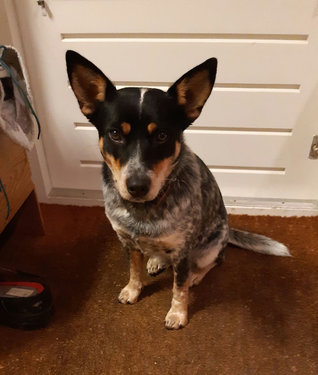 DeRavissante's tweet photo. RT AUB!! Gezocht: Een buitenmens met honden-ervaring voor Tess (90% Cattledog)!

Maak kennis met Tess (geboren op 30-11-2019), een energieke, slimme dame die klaar is voor een nieuw, avontuurlijk hoofdstuk. Haar huidige eigenaren kunnen haar door medische problemen helaas niet meer geven wat ze nodig heeft.

Tess is voor 90% een Australian Cattle Dog, en dat merk je in alles: ze is ontzettend trouw, werklustig, waaks en heeft een heerlijk sportief karakter. Tess is een hond die aanwezig is op de allerleukste manier. Ze wil simpelweg niks missen, is graag het middelpunt en werkt graag sámen met haar baas.

Heb jij ervaring met (Cattle)dogs, woon je niet op een drukke plek en heb je een fijne tuin? Dan is Tess jouw ultieme 'partner in crime'.

Wat deze powervrouw meebrengt: Echte Cattledog-energie: Loslopen, struinen, snuffelen en achter een bal of frisbee aan jagen is haar absolute favoriet. Ze heeft uitdaging nodig!
Keukenhulp & bourgondiër: Tess is gek op eten en lust werkelijk alles. Ze helpt je dan ook met liefde (en strategisch inzicht) tijdens het koken.
Keurig opgevoed: Deze gesteriliseerde en volledig gevaccineerde dame luistert goed, loopt netjes mee aan de riem en is sociaal met veel hondenvriendjes in de buurt.

Zelfstandig: Alleen zijn in de bench is voor haar geen enkel probleem. Ook slapen doet ze hier rustig in.
Knuffelkont: Als de actie voorbij is, komt ze heerlijk bij je zitten voor een flinke aaisessie. Daarna kan ze ook prima haar eigen rust pakken.
Haar gebruiksaanwijzing (de kleine lettertjes):Tess neemt haar taak als Cattledog serieus: ze is waaks en kan soms wat druk zijn.

Autorijden vindt ze momenteel nog stressvol, omdat de auto nu 'dierenarts' of 'pension' betekent. Met een positieve aanpak is dit zeker om te buigen. Daarnaast is ze echt bang voor vuurwerk.

Haar ideale match: Ik zoek voor Tess een rustige, stabiele basis zonder jonge kinderen of een druk, dynamisch gezinsleven. Geen hectiek, maar ruimte, structuur en duidelijke leiding. Een plek waar ze heerlijk kan doen en zijn wie ze is en samen met een sportieve baas kilometers kan maken of heerlijk kan trainen/werken. Ervaring met actieve honden is een pré.

Kennismaken? Begrijp je het karakter van een Cattledog en wil je Tess het leven geven dat ze nodig heeft en verdient? Stuur bij serieuze interesse een uitgebreide mail inclusief foto’s van je huis en tuin naar: wilma@herplaatsingscoach punt com. Wie weet ontmoeten jullie elkaar snel voor een eerste kennismaking in Herwijnen!