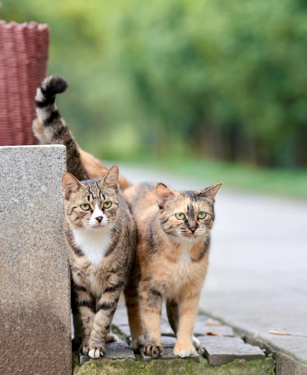 Monster49408447's tweet photo. Two stray cat buddies patrolling their neighborhood together 🐱🐱
Side by side, watching everything around them.
Such a beautiful bond between street kitties.
#StrayCats #CatLovers #CatsOfFacebook #FelineFriends #OutdoorCats https://t.co/bAZF1R3vXp