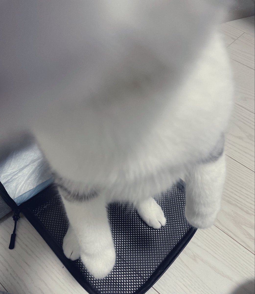 angle_mirai's tweet photo. 二足立ち
 #毎まる https://t.co/borpNVmMUu