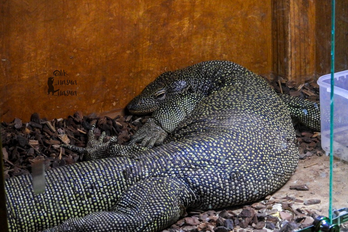 lik_nasua_nasua's tweet photo. せくしーまだむ(雌雄不明)
#マングローブオオトカゲ
#MangroveMonitor
(2026年8月、#福岡県青少年科学館 #ヤバイ生き物 特別展) https://t.co/E8ah0hhnvq