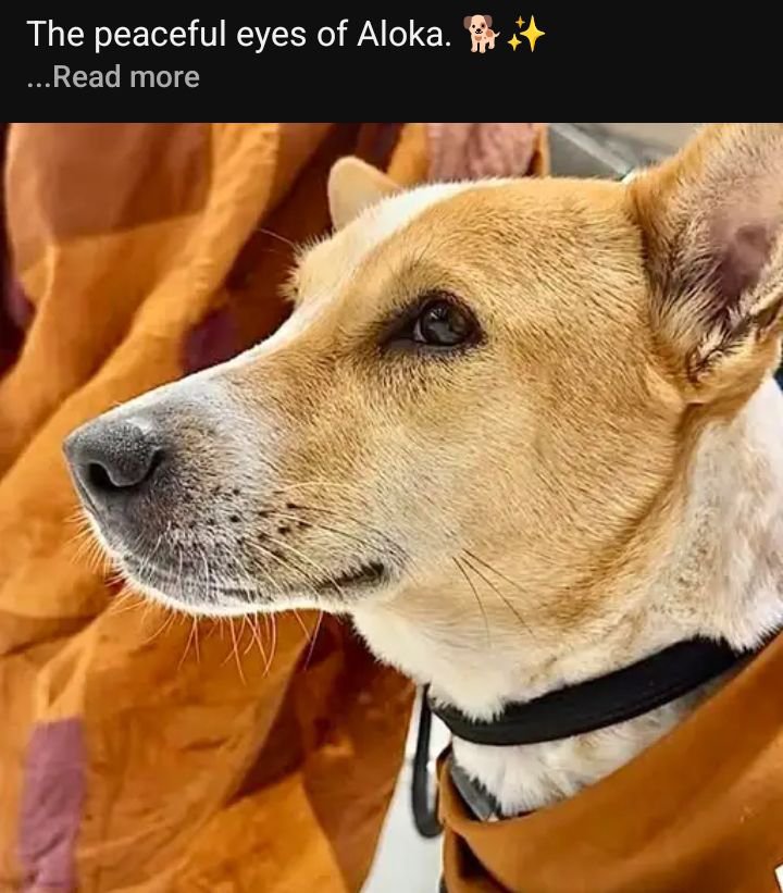 activist_rohit's tweet photo. The peaceful eyes of Aloka 🐕❤️ https://t.co/uWRuwhoH58