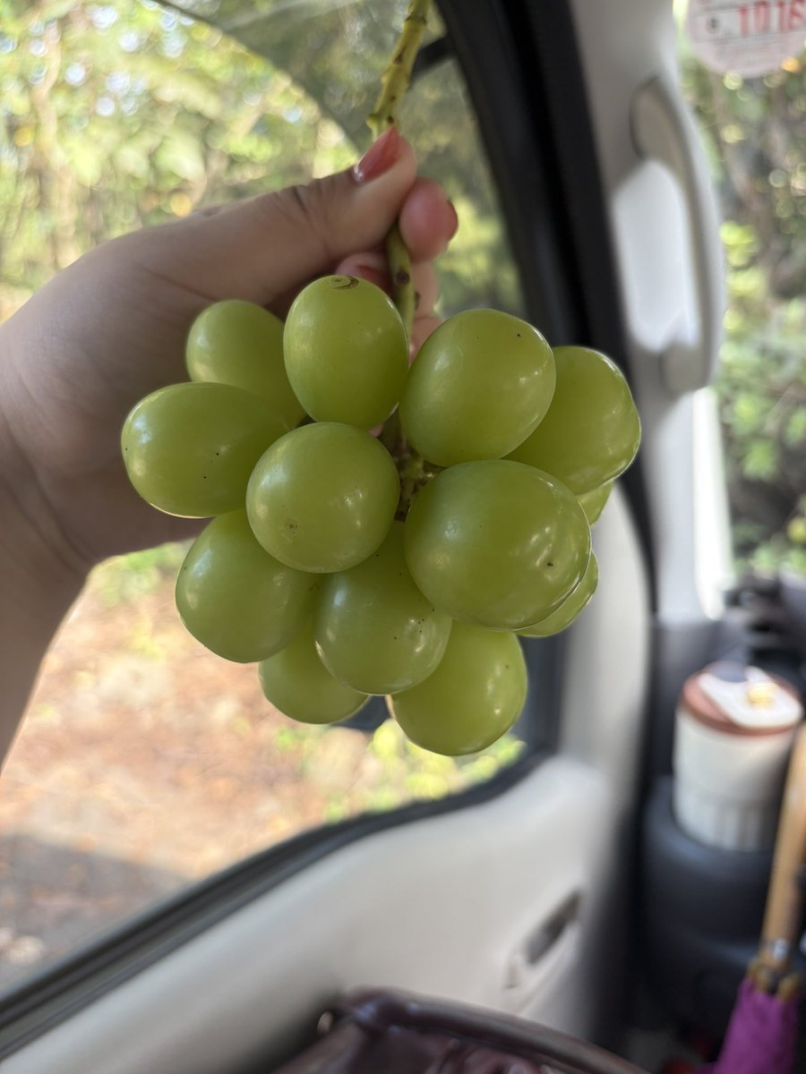 mona_mofu's tweet photo. この時期のおやつ🍇 https://t.co/hS0JcKN8z0