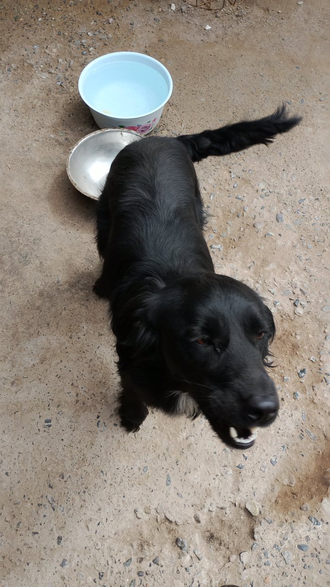 Diabla_nortina's tweet photo. Se abrió mi portón con el viento y se me escaparon mis perros, tienen chip ambos a mi nombre, el pequeño responde al nombre de Koda y el negrito Sirius, por favor si alguien los ve los retiene y me avisa #AltoHospicio #Iquique https://t.co/X8DmizU9q1