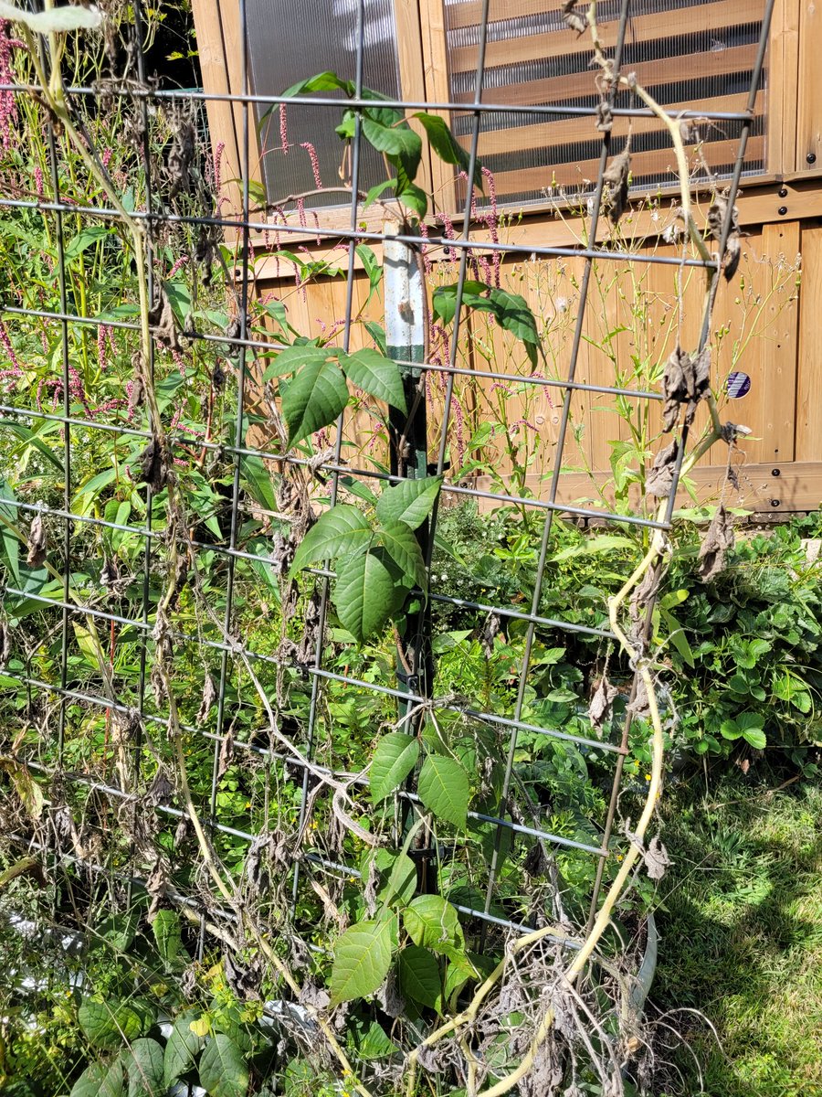 RaeLee333496's tweet photo. I was working recently at a house, w a poison ivy problem. (Got it the first time weeding there 😡.) I get to the veg garden where it lined the entrance-Creeping in all over. Told the guy, its like a horror movie- he didn't laugh. 😆 https://t.co/dpN3Z3QP2M