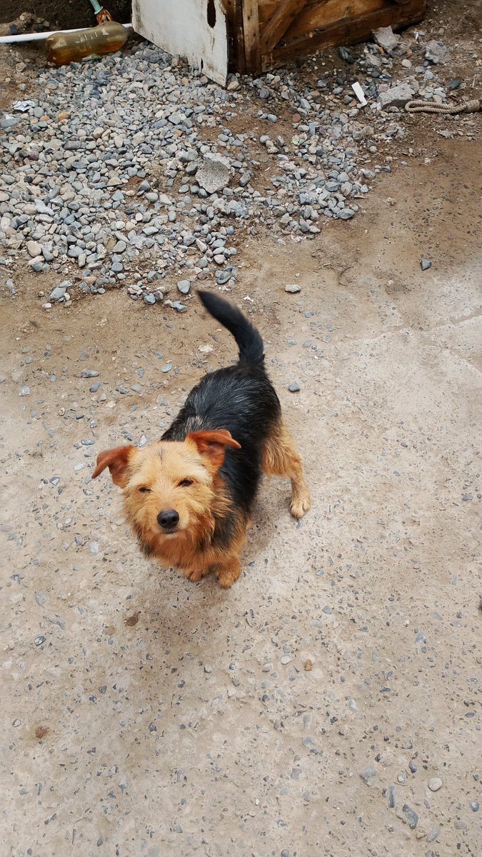 Diabla_nortina's tweet photo. Se abrió mi portón con el viento y se me escaparon mis perros, tienen chip ambos a mi nombre, el pequeño responde al nombre de Koda y el negrito Sirius, por favor si alguien los ve los retiene y me avisa #AltoHospicio #Iquique https://t.co/X8DmizU9q1