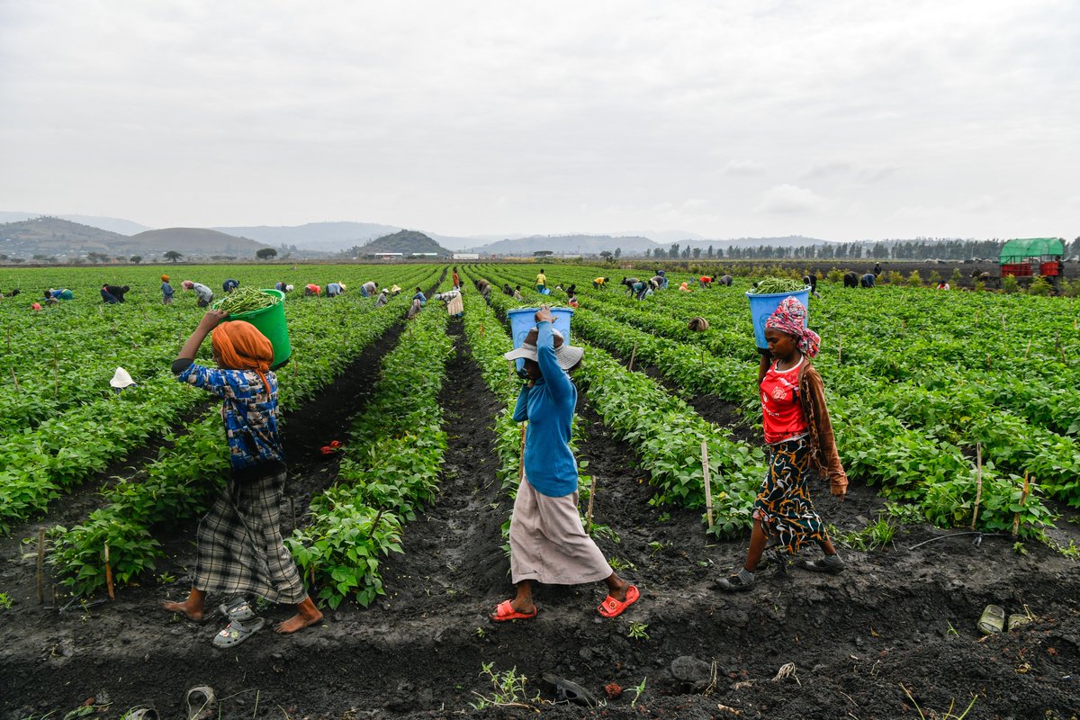 FAOAfrica's tweet photo. Equal pay is more than a paycheck. It’s dignity, opportunity, and justice.

Women in wage employment in agriculture earn just 78¢ for every $1 earned by men. Closing the gap strengthens livelihoods, food security, and resilient agrifood systems for all.

#EqualPayDay https://t.co/UKKGBlE9U7