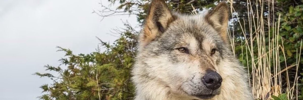 mdx63's tweet photo. Mise en avant de bannières qui me touchent, me parlent 🌹🥰💖🐺♀️
@zoelaqueen2302 
@LangeFlorence2
@Sonyam70888599
@EscuderoWanda1 
@JeanneAline9 https://t.co/b6ITkyBuiU