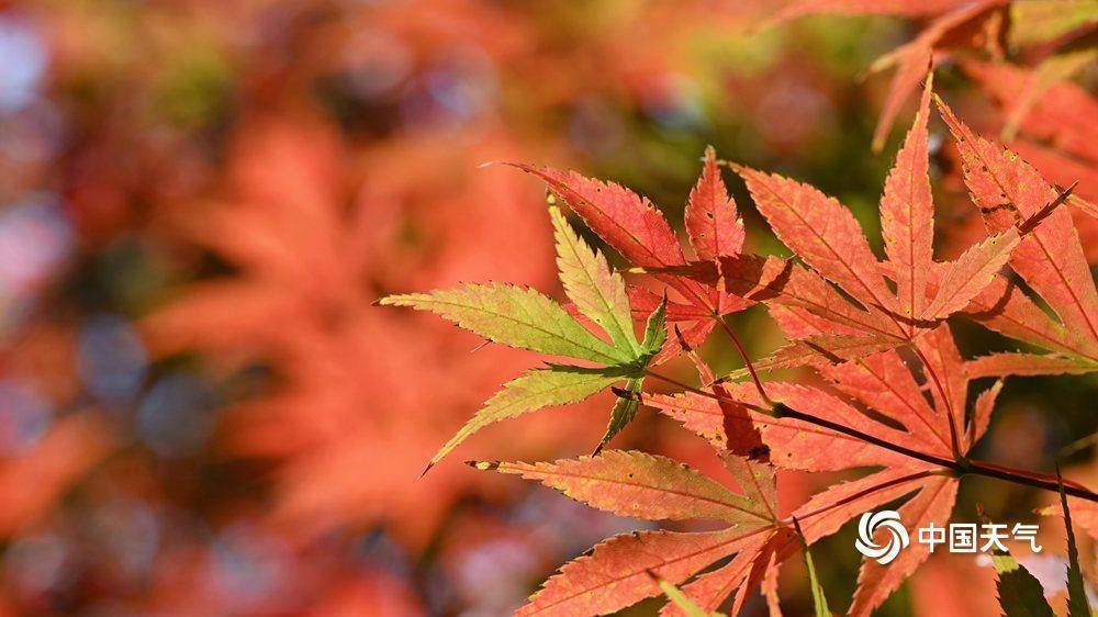 NicolasaNeske's tweet photo. A crisp autumn breeze + golden maple leaves = the perfect way to end a sunny afternoon https://t.co/i5aajKIOIs