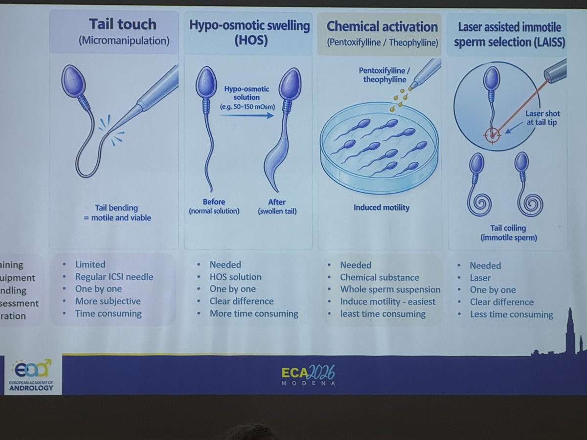Pippa_Sangster's tweet photo. Excellent talk by Kaylee Holleman on Prmary Cilliary Dyskinesia and how our fantastic embryologists can assess sperm &amp; ICSI outcomes @EAAndrology conference in Italy. Good to see not just endourology using “Lasers” … who knew they could be used to check sperm health https://t.co/vu6LB4oH77