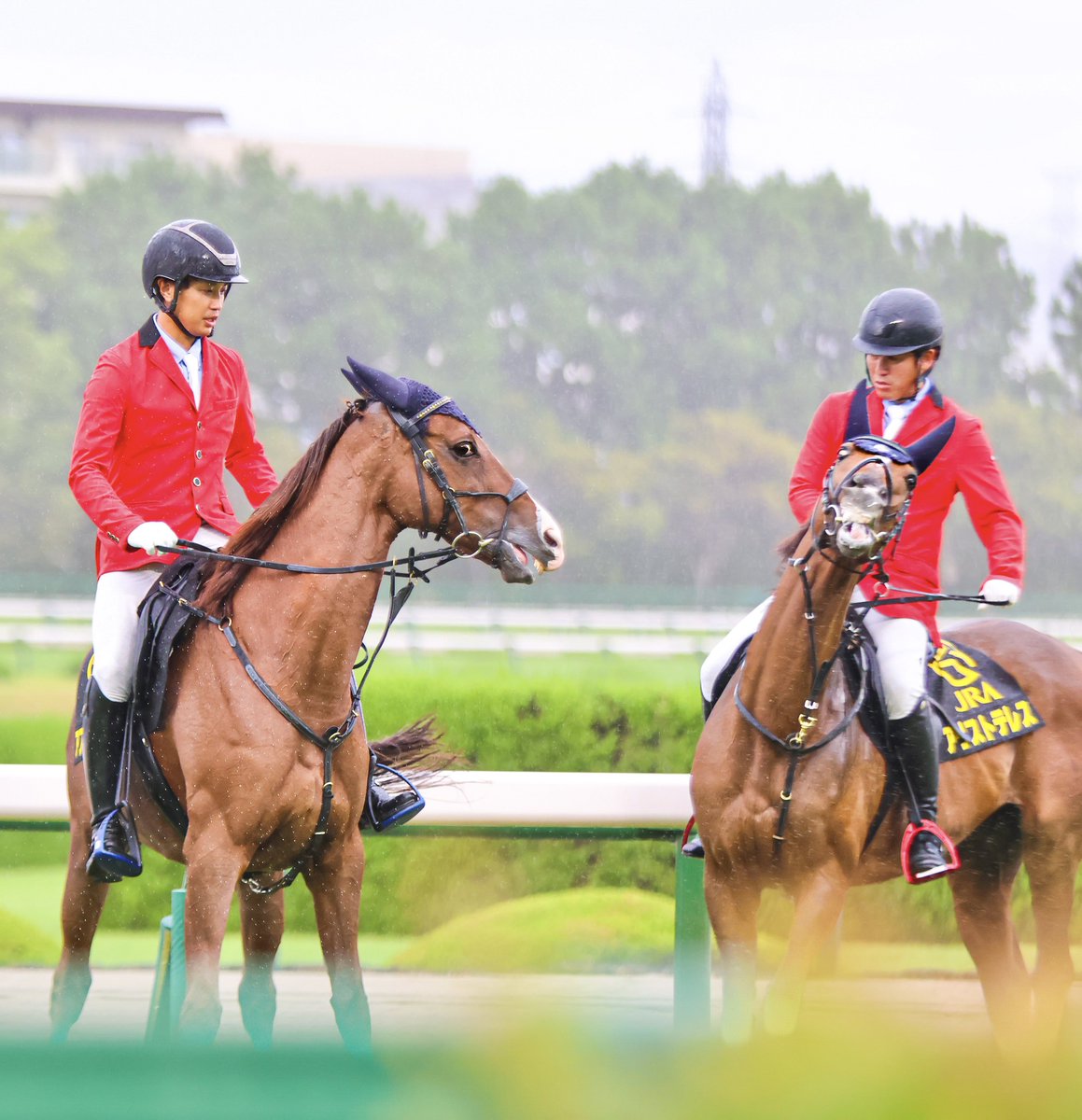 edward4th66's tweet photo. アフゴさん、耳‼️
アリストテレスさん、顔🤣

＃アフリカンゴールド
＃アリストテレス ＃阪神競馬場 https://t.co/pvEEACqGox