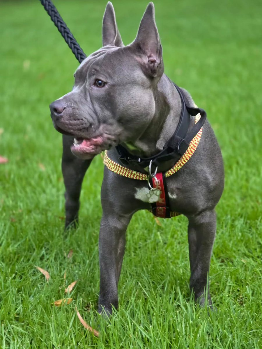 GeniaSarledf's tweet photo. Pit Bull, War Dog, American Pit Bull Terrier https://t.co/V5eKUuGJ2m