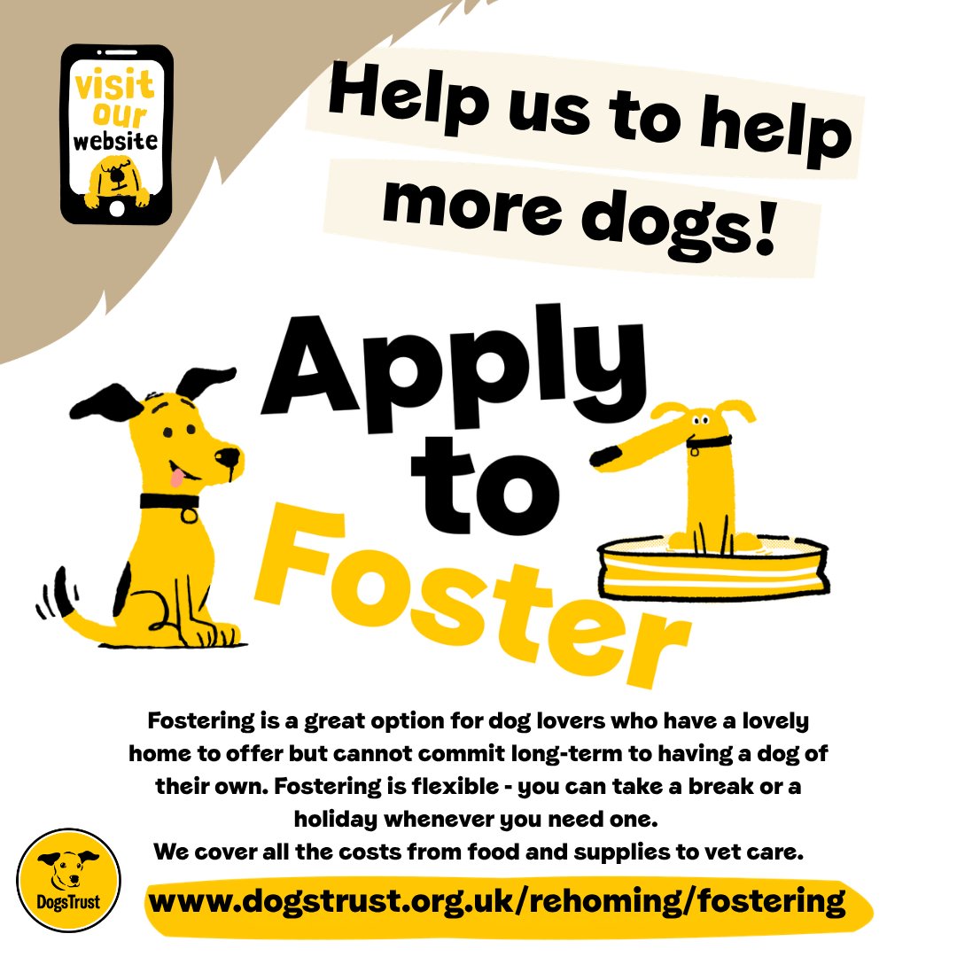 DT_Ilfracombe's tweet photo. Rocky is a 10-year-old Husky currently in foster care looking for a home. 💛🐶💛
📍@DogsTrust #Ilfracombe 

👉 https://t.co/JBYs35sSna 🏡

#FosterDogFriday #ADogIsForLife https://t.co/5C1yyNVVlv