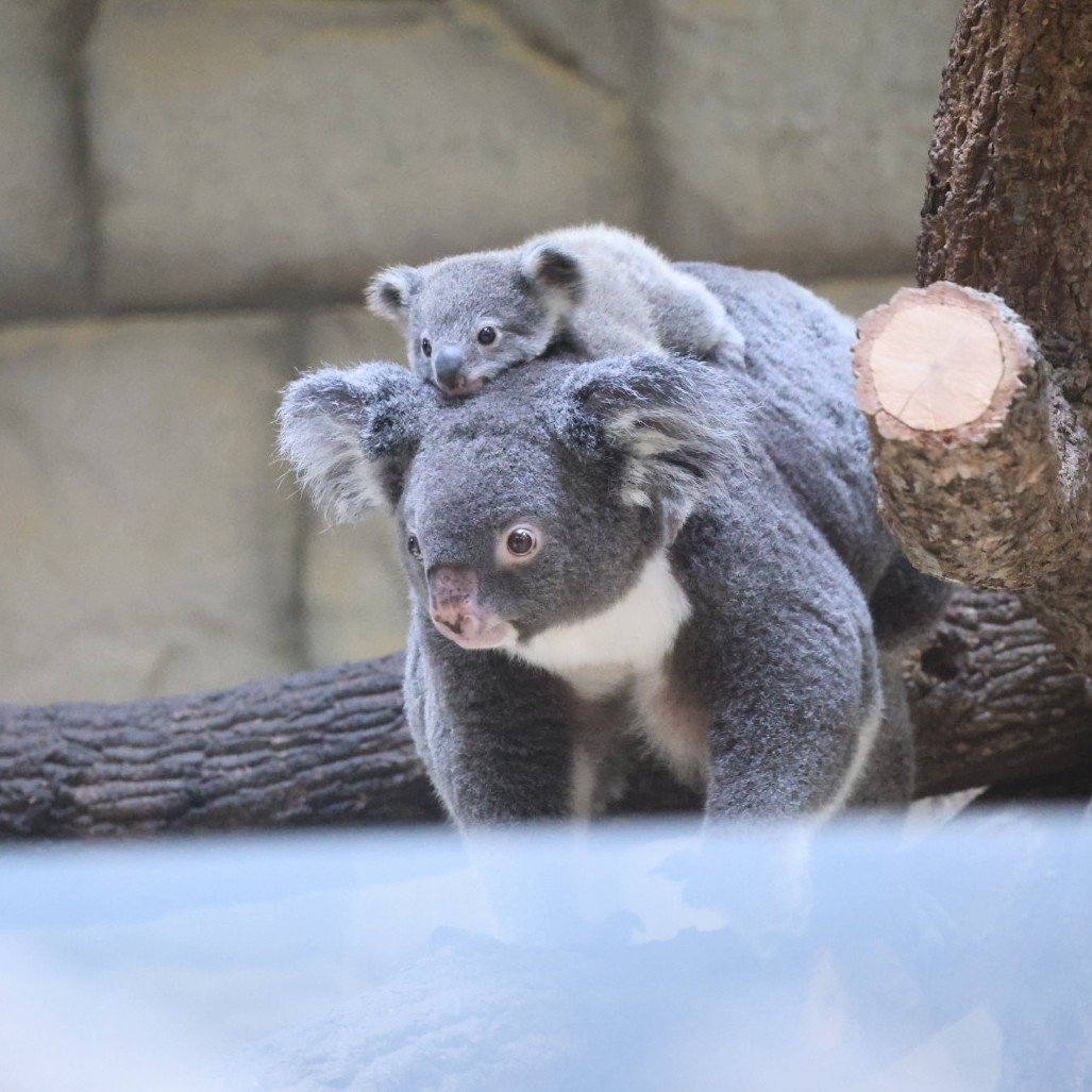 higashiyama5555's tweet photo. おんぶでお散歩 りんと赤ちゃん🐨🐨

＃東山動植物園　＃コアラ https://t.co/IM5up13zWQ