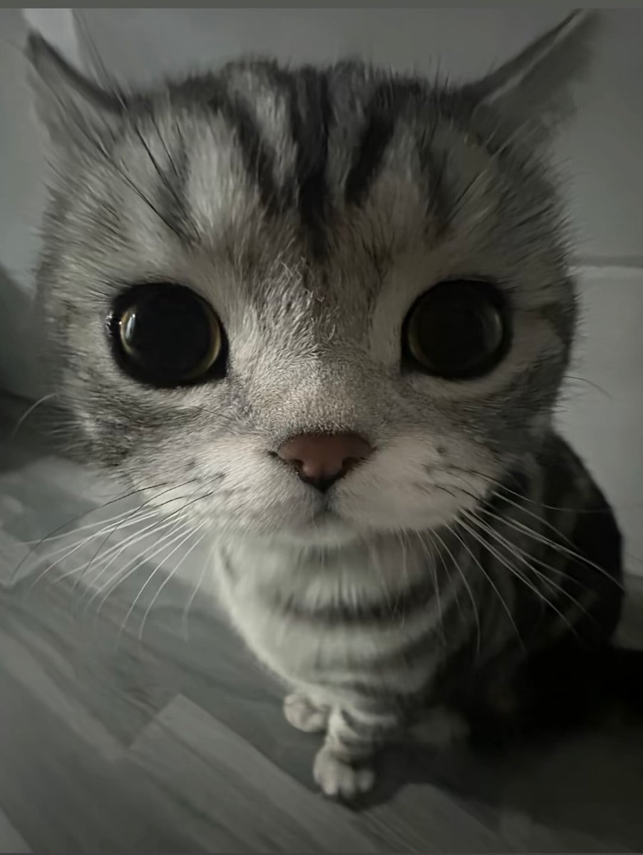 CatMeowkingdom's tweet photo. https://t.co/m7keMjb8wX
