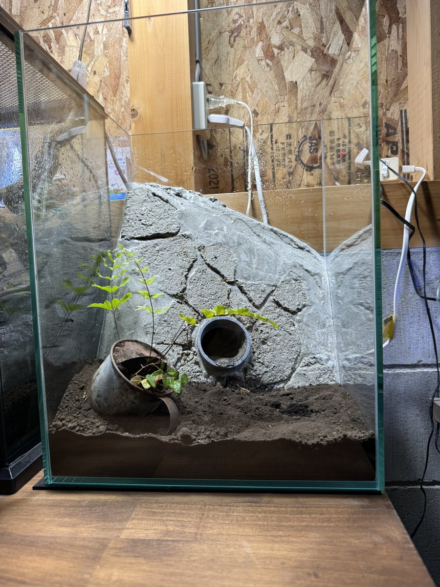 morikonnyaku's tweet photo. こんな水槽ずっと作りたかった https://t.co/xxpkBUo9ES