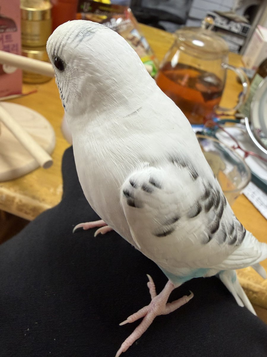 s_o_love's tweet photo. スマホ突撃！やめてー🤣
#セキセイインコ https://t.co/E8qCvOeJsd