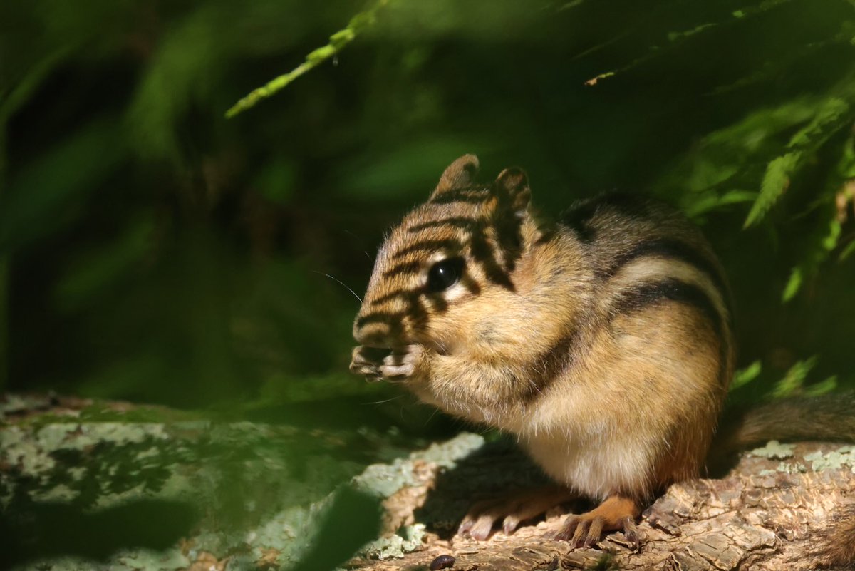 sciuridaely's tweet photo. It’s going to be a great #Sciuridae for nut gathering!
On #Sciuridae, hide in the shadows and strike like lightning!
Every day is #Sciuridae & #chipmunks are #squirrels!
#fightlikeasquirrel #SquirrelStrong 🐿️💪 #SaveGreySquirrelUK #SquirrelScrolling #squirrel #Eichhörnchen https://t.co/D12P6vD0EU