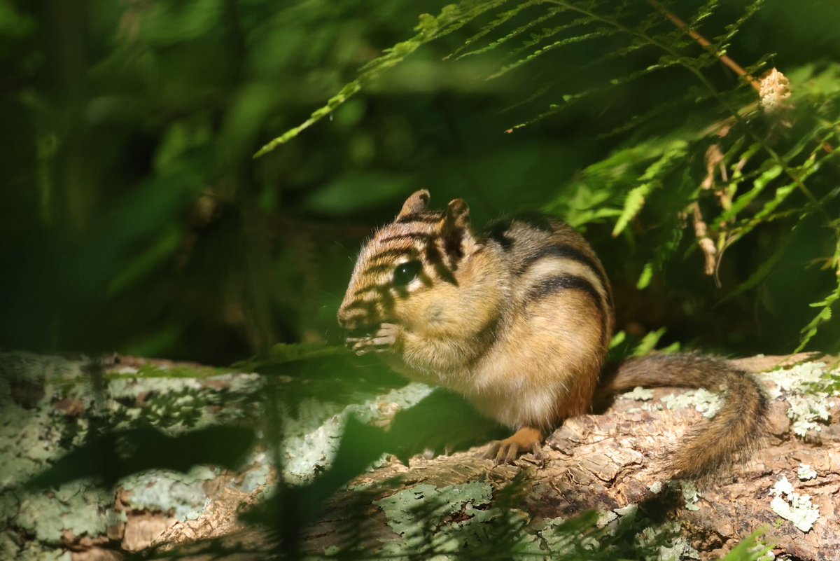 sciuridaely's tweet photo. It’s going to be a great #Sciuridae for nut gathering!
On #Sciuridae, hide in the shadows and strike like lightning!
Every day is #Sciuridae & #chipmunks are #squirrels!
#fightlikeasquirrel #SquirrelStrong 🐿️💪 #SaveGreySquirrelUK #SquirrelScrolling #squirrel #Eichhörnchen https://t.co/D12P6vD0EU