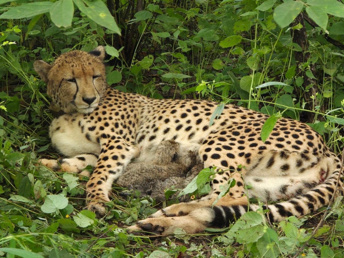 AskAnshul's tweet photo. In 1952, Cheetahs were declared extinct in India.

In 2022, 8 cheetahs were brought from Namibia and released into Kuno National Park.

Now, in 2026, a female cheetah born in India has given birth to four cubs.

Today, India's total cheetah population stands at 52, including 32 cubs born on Indian soil.

You are witnessing the second generation of cheetahs born in India.
