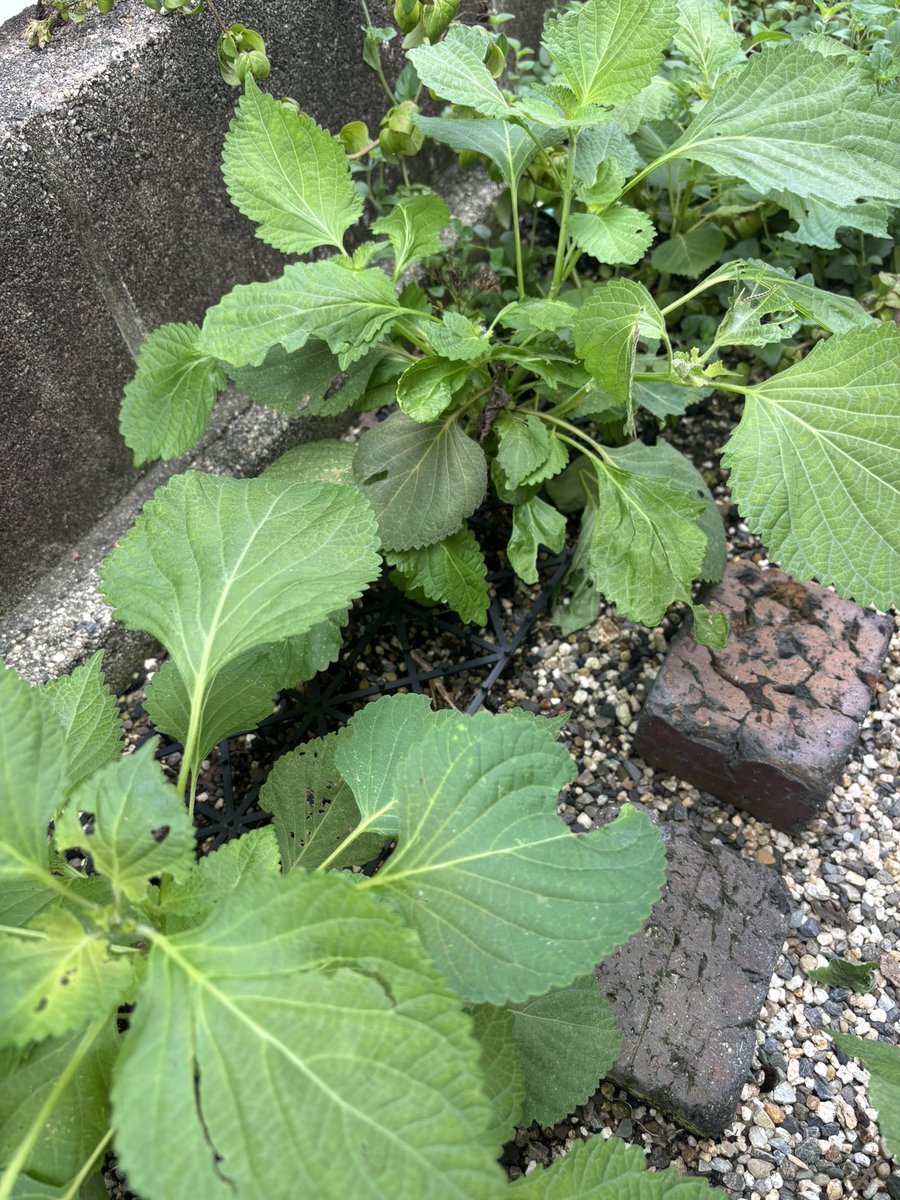 Mpo8R's tweet photo. 庭で生えてきたゴマの葉で、ケンニプ（ゴマの葉の醤油漬け）を仕込んでみました✨ご飯のお供に✌️

韓国料理 https://t.co/MoHhAHVavA