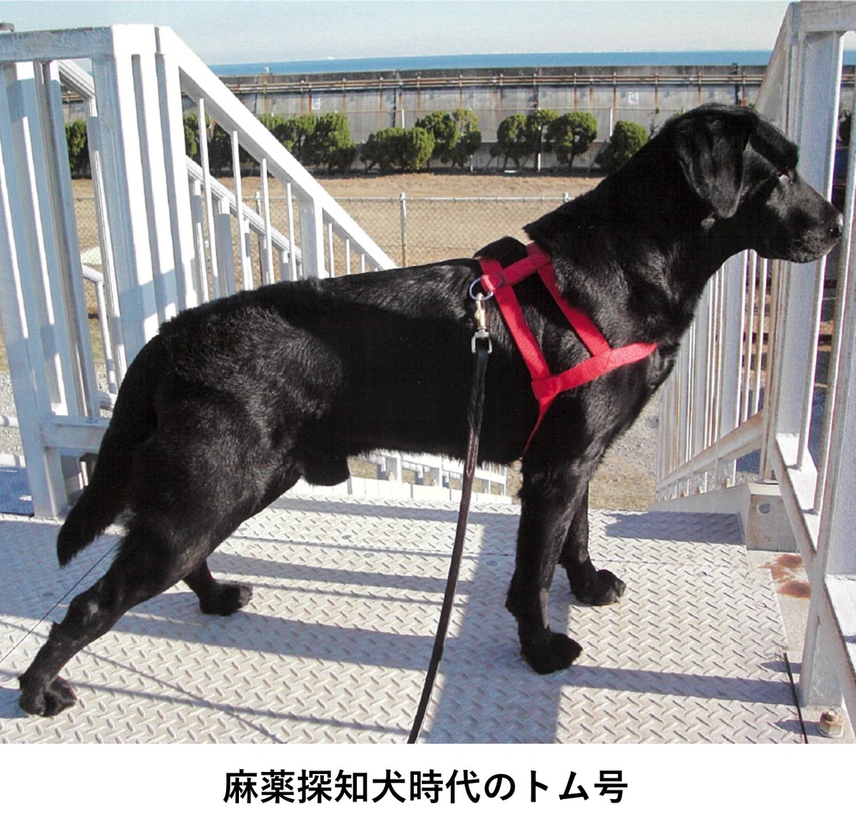 Custom_kun's tweet photo. 【退役犬の近況】
8年前まで大阪税関で働いていたトム号（16歳）を紹介するよ！
今年、なんとご長寿で表彰されるんだって。すごいワン！トム号は里親さんのお家でゆったりと余生を過ごしているワン。ドッグカートでお散歩にも連れて行ってもらえているんだ。
これからも穏やかに、幸せな毎日を送ってね🐾
#麻薬探知犬　#敬老の日