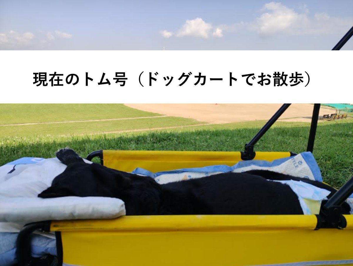 Custom_kun's tweet photo. 【退役犬の近況】
8年前まで大阪税関で働いていたトム号（16歳）を紹介するよ！
今年、なんとご長寿で表彰されるんだって。すごいワン！トム号は里親さんのお家でゆったりと余生を過ごしているワン。ドッグカートでお散歩にも連れて行ってもらえているんだ。
これからも穏やかに、幸せな毎日を送ってね🐾
#麻薬探知犬　#敬老の日