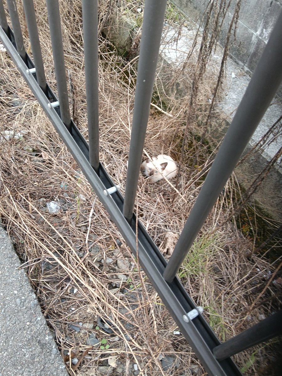 cambellsakamo's tweet photo. 桑名市258号線でシャム系の子猫を保護しました。ちゅ～る臭いから、飼い猫かも知れません。
うちのコだよ、とか、母猫が近くにいるとかあれば、情報ください。
#猫拾いました 
#猫探しています
#母猫探しています
#猫探し
#子猫拾いました https://t.co/kQ9oEodK0w