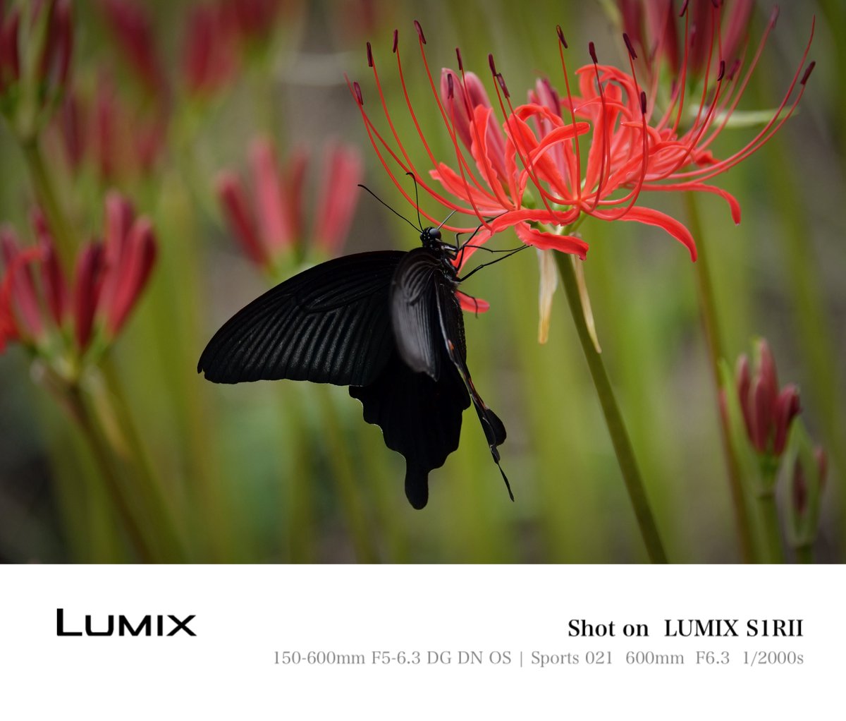 Photo_car_mana's tweet photo. LUMIX散歩📷

〜鳳蝶〜

あちらこちらにアゲハチョウ🦋
満開前は撮りやすい✨

◯LUMIXと彼岸花（アゲハチョウ）は本当に相性が良い！
◯SIGMA150-600はコスパの割に描写が良い（個人的感想） https://t.co/dIvLk4D4w1