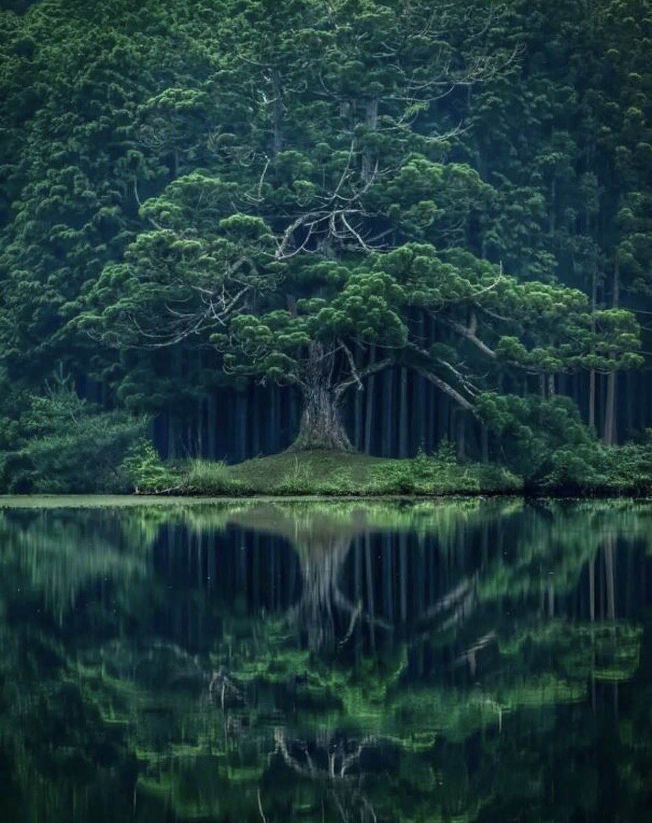 sizennaa's tweet photo. 岩尾池の一本杉　滋賀県
この色がいい。 https://t.co/ydGJ68g35Y