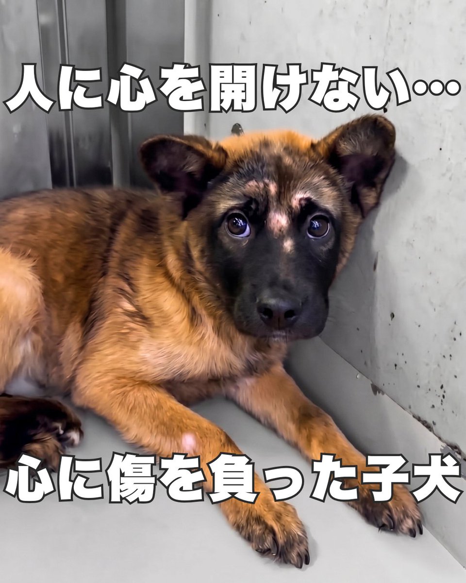 PeaceWankoJapan's tweet photo. 人に心を開けない、子犬。(1/4)
#ピースワンコ #犬 https://t.co/Ta6OYrTtk1