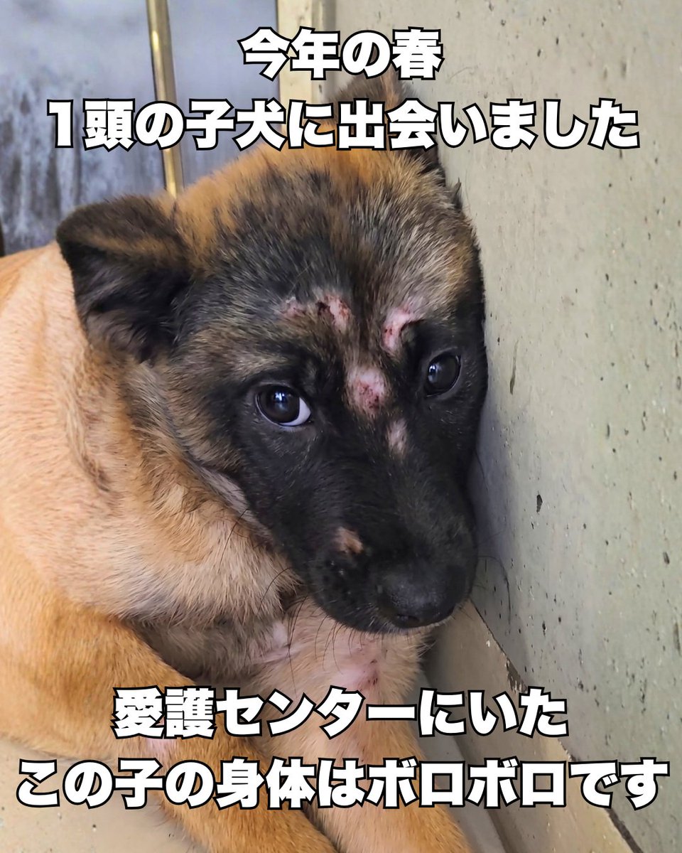 PeaceWankoJapan's tweet photo. 人に心を開けない、子犬。(1/4)
#ピースワンコ #犬 https://t.co/Ta6OYrTtk1