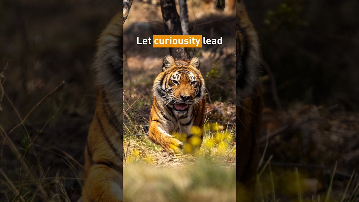 fourpawsint's tweet photo. A New Chapter for Four Tigers! #TogetherForBigCats 🐯 | FOUR PAWS: ⚙️ Turn on *SUBTITLES* [CC] Their new chapter starts now! 🐯 #TogetherForBigCats The day of adventure, curiosity and excitement for one of LIONSROCK’s newest striped residents Nyra,… https://t.co/ZHYr2Xj9lE https://t.co/0kJiASPzWr